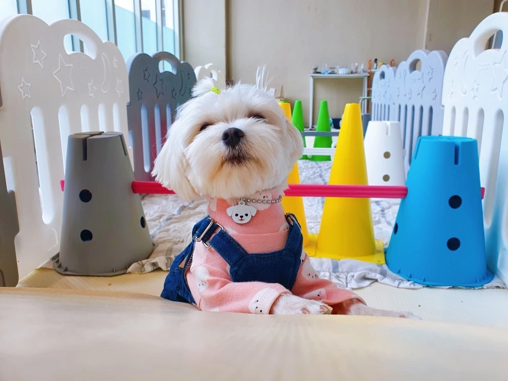 전주애견호텔 강아지놀아주기 고마워복실아39.jpeg