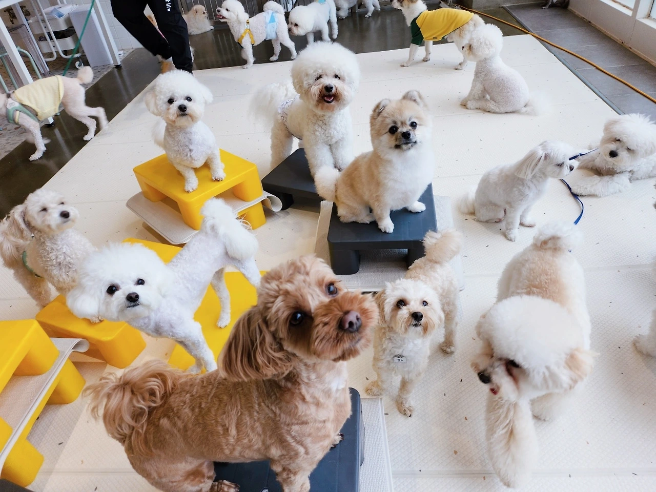 차를 보면 달려가는 강아지 전주애견유치원18.jpeg