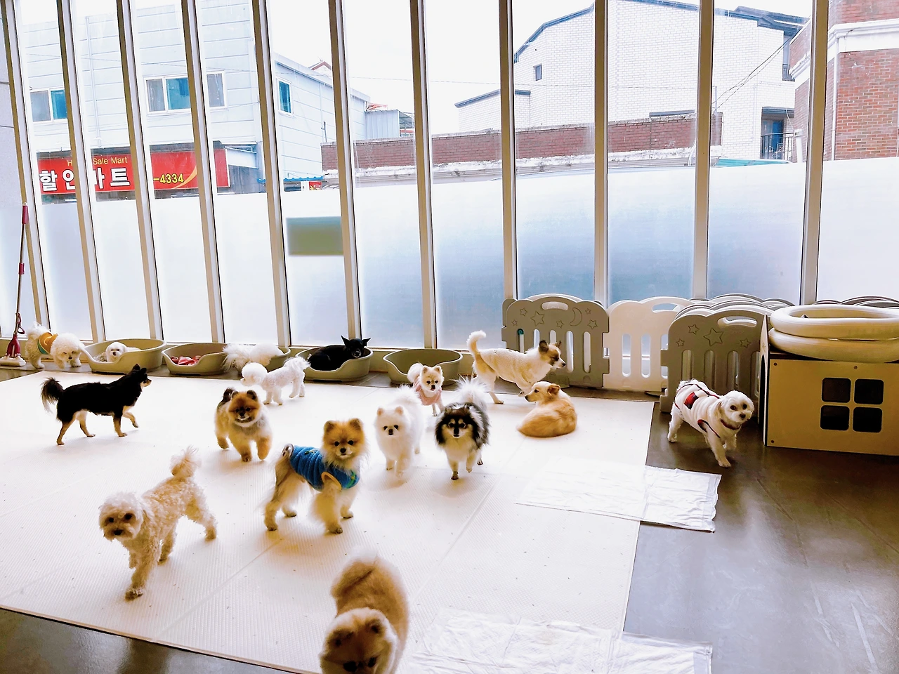 강아지호텔 방법 전주애견유치원6.jpeg