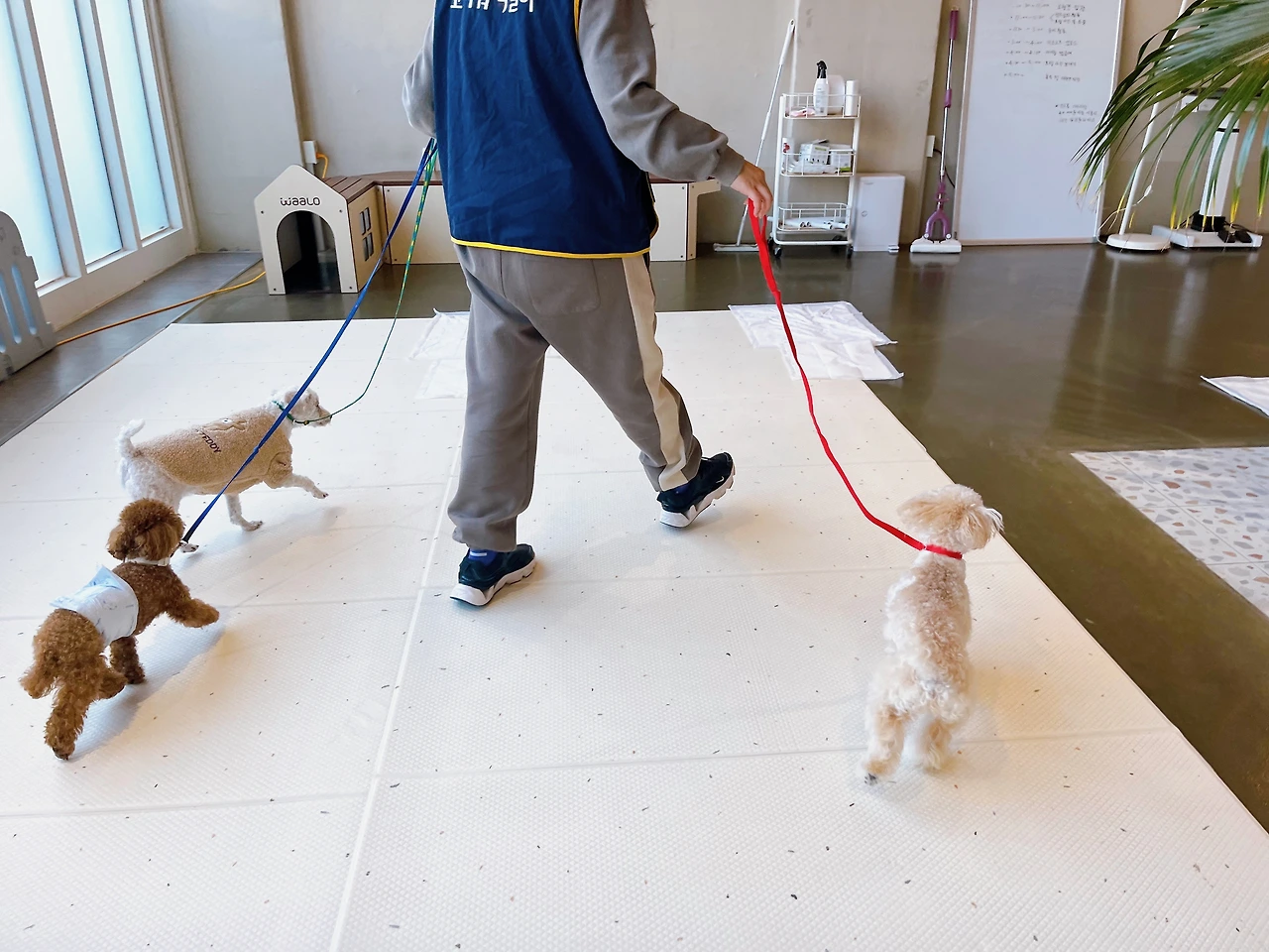 강아지 콜 교육 훈련 전주애견호텔7.jpeg