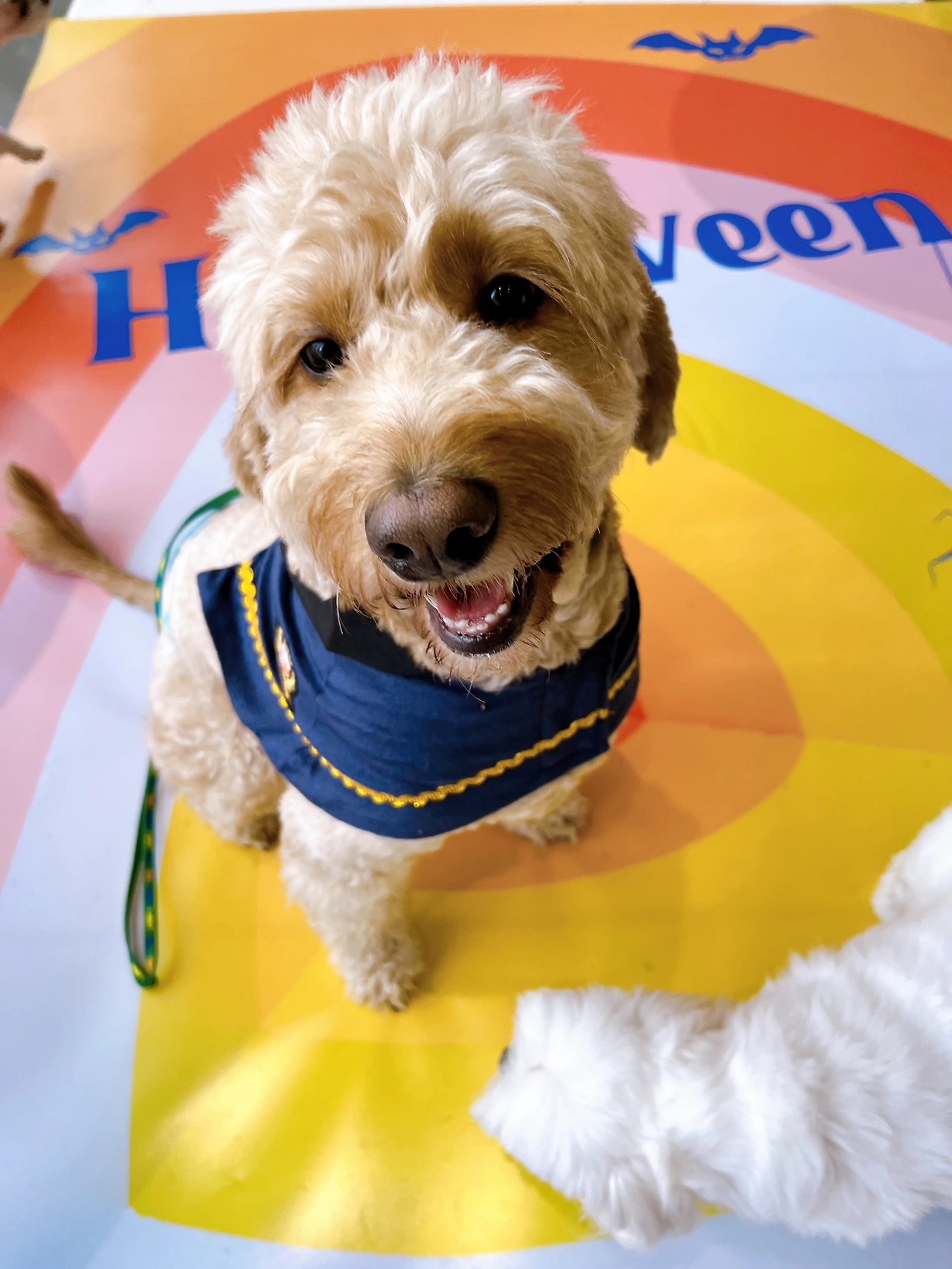 하네스 가져오면 도망다니는 강아지 산책 전주애견유치원 고마워복실아20220502.jpeg
