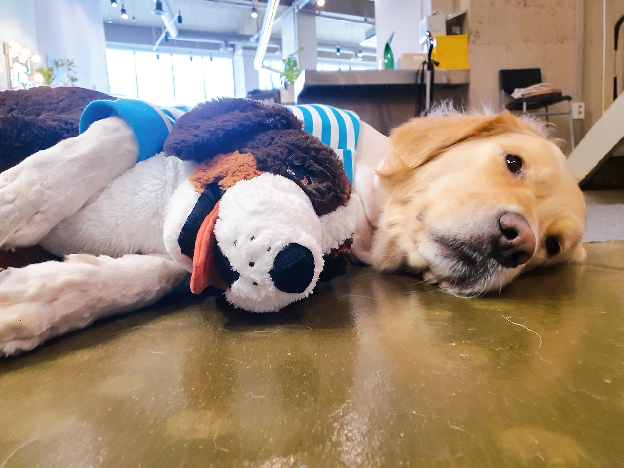 가족내 강아지 서열정리 고마워복실아 전주애견호텔 훈련 교육20.jpeg