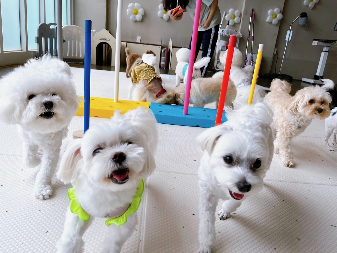 오프리쉬 리드줄 추천 중요성 전주애견유치원8.jpeg