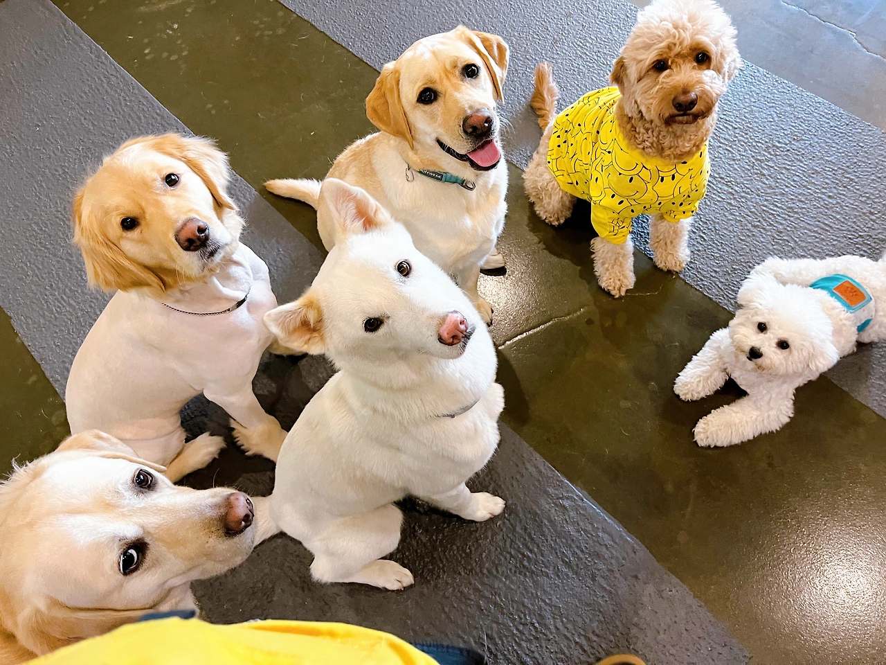 강아지 분리불안 해결법 교육 훈련 방법 전주애견유치원 송천동 에코시티23.jpeg