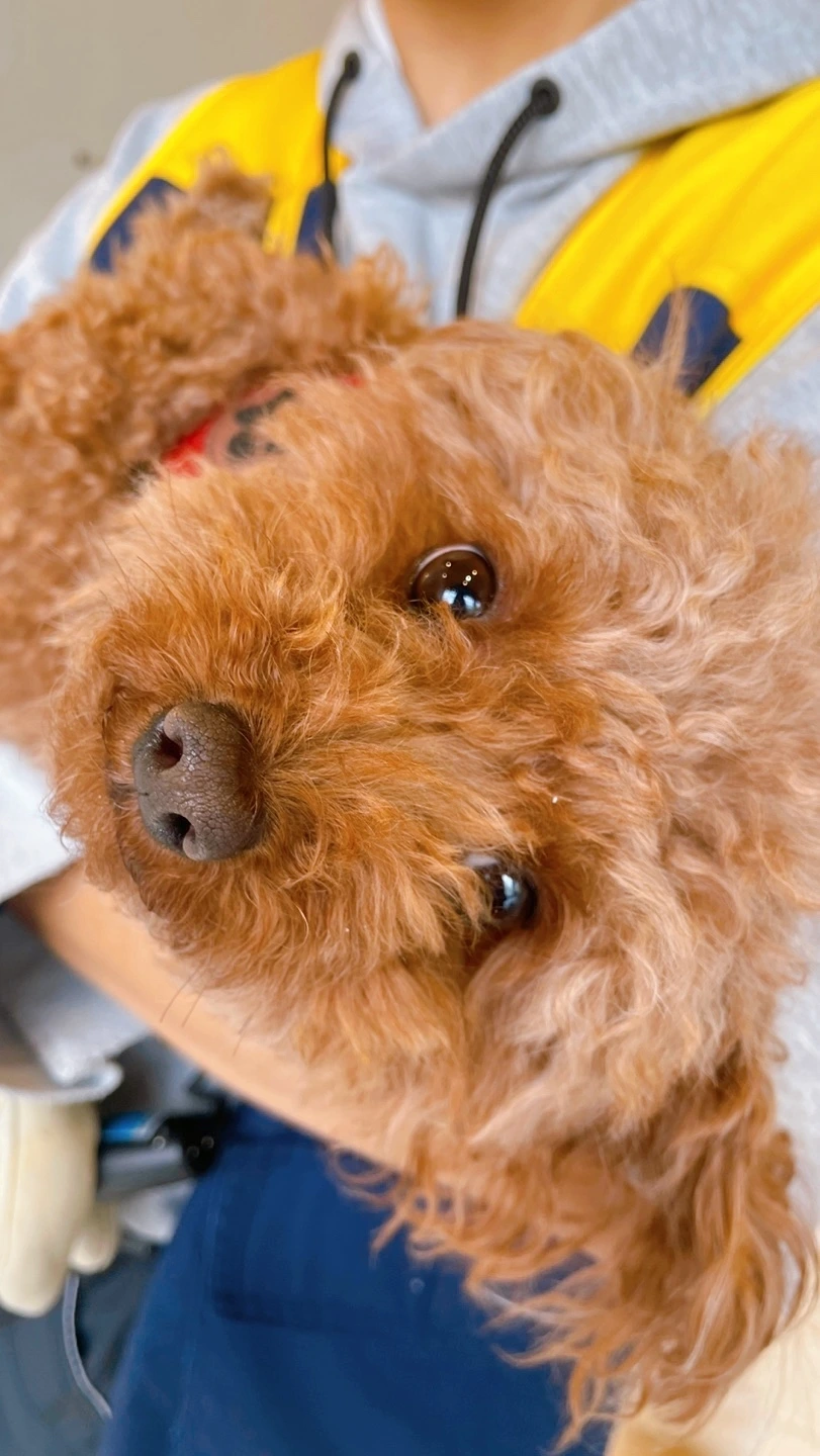 전주애견호텔 강아지호텔 고마워복실아 사회성 훈련24.jpeg