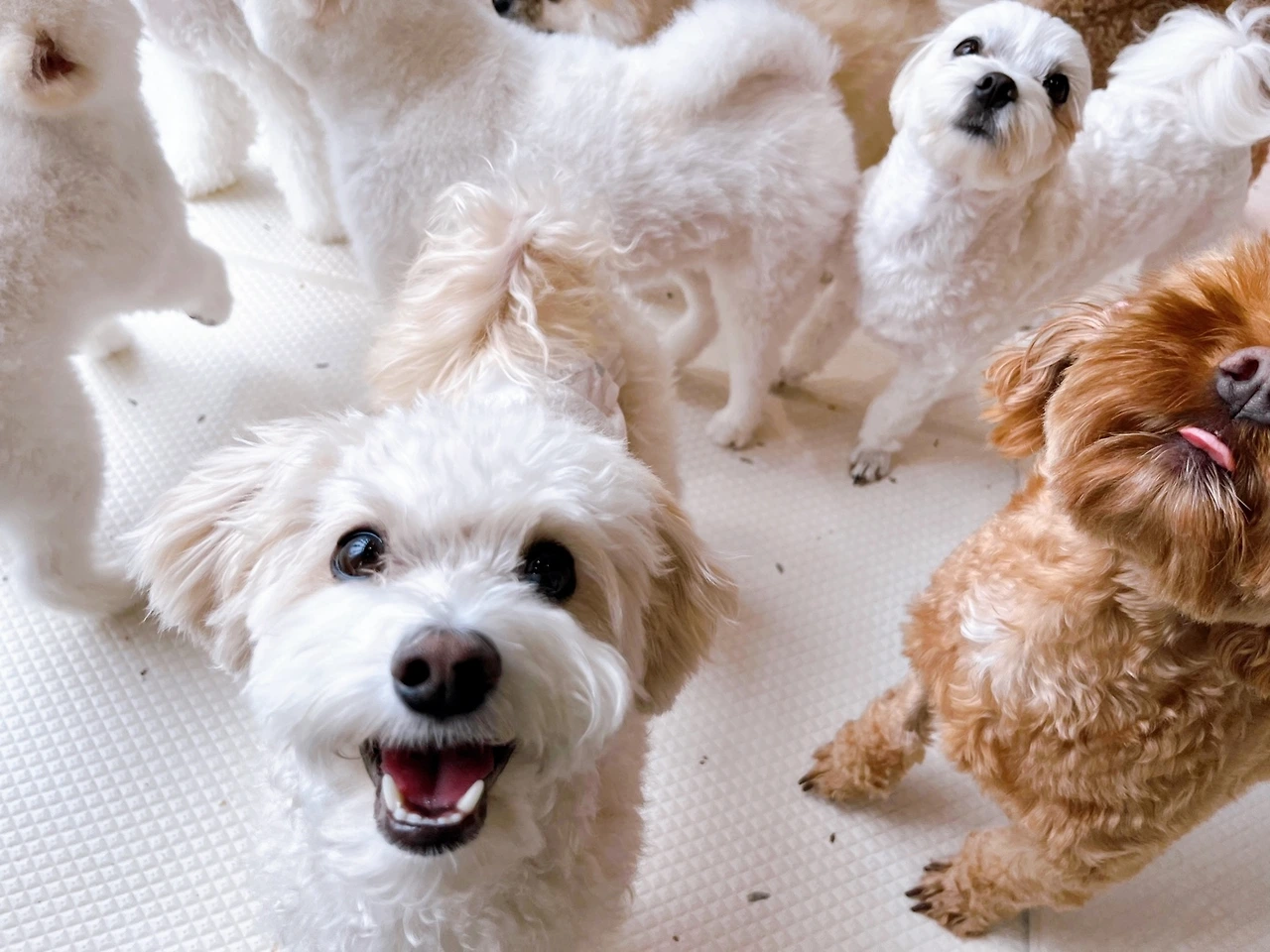 관심 사고치는 강아지 전주애견호텔 고마워복실아 교육 훈련1.jpeg