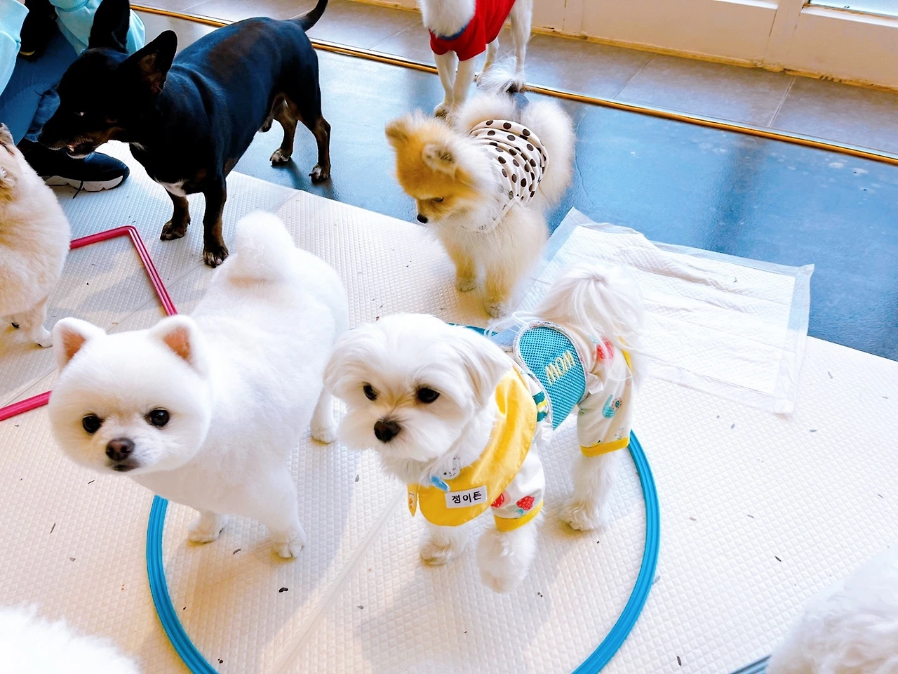 강아지 마킹 이유 중성화 교육 훈련 변마킹 전주애견유치원 고마워복실아20220515.jpeg