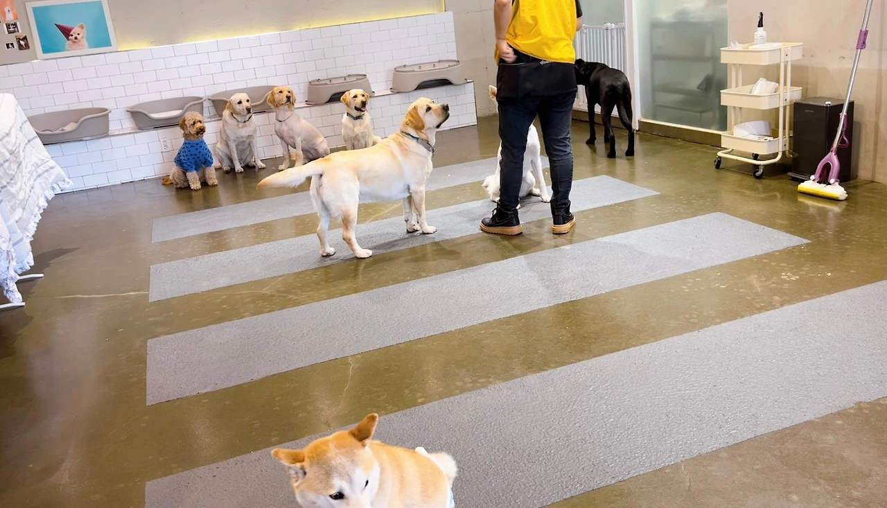 강아지 분리불안 해결법 교육 훈련 방법 전주애견유치원 송천동 에코시티10.jpeg