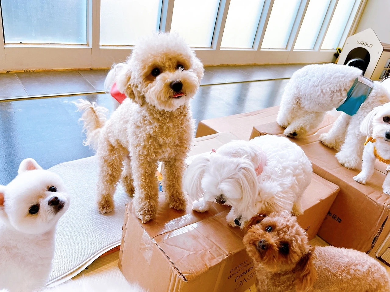애견호텔링 강아지 준비물 전주애견호텔 고마워복실아9.jpeg