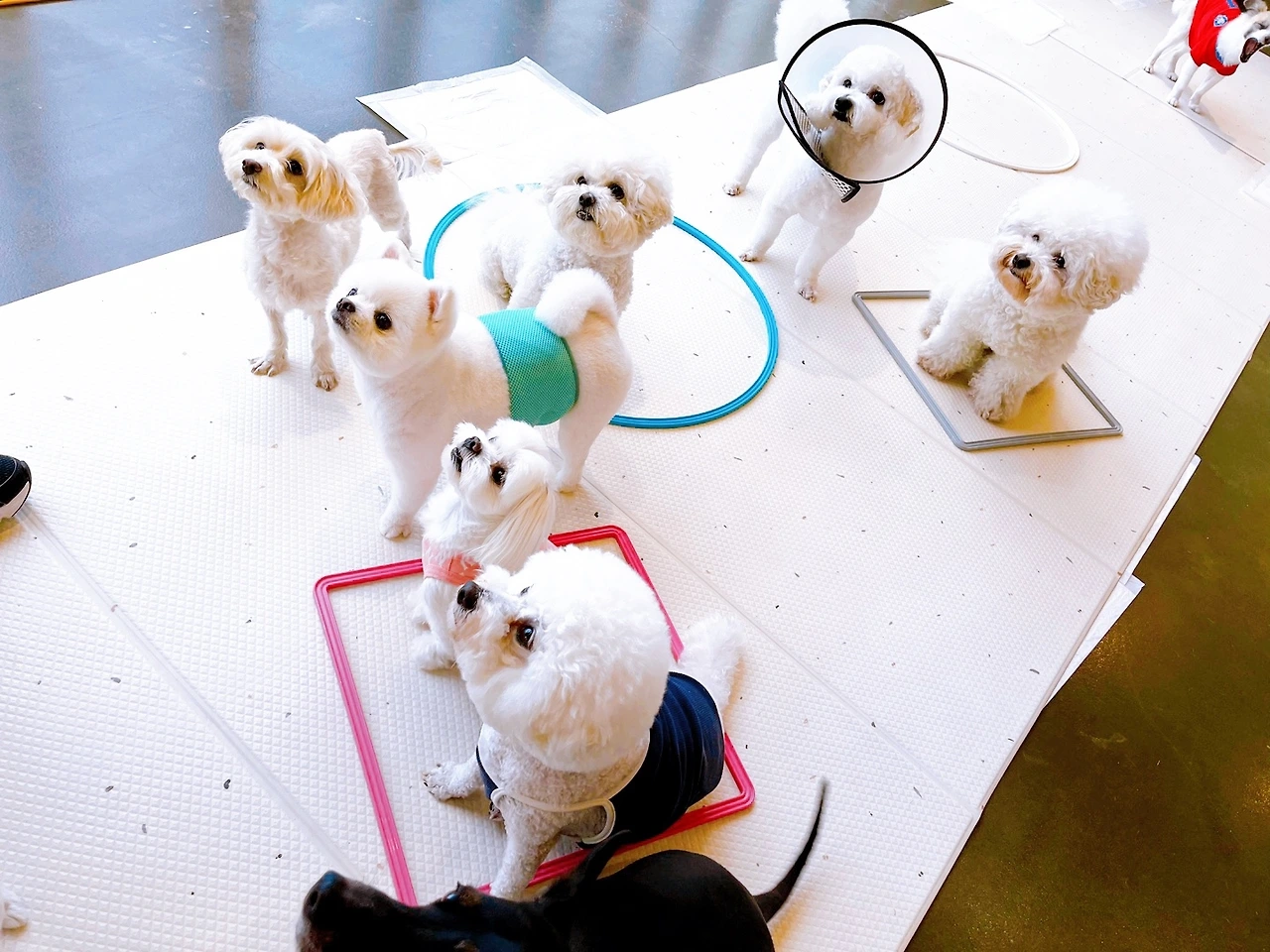 강아지 마킹 이유 중성화 교육 훈련 변마킹 전주애견유치원 고마워복실아20220510.jpeg