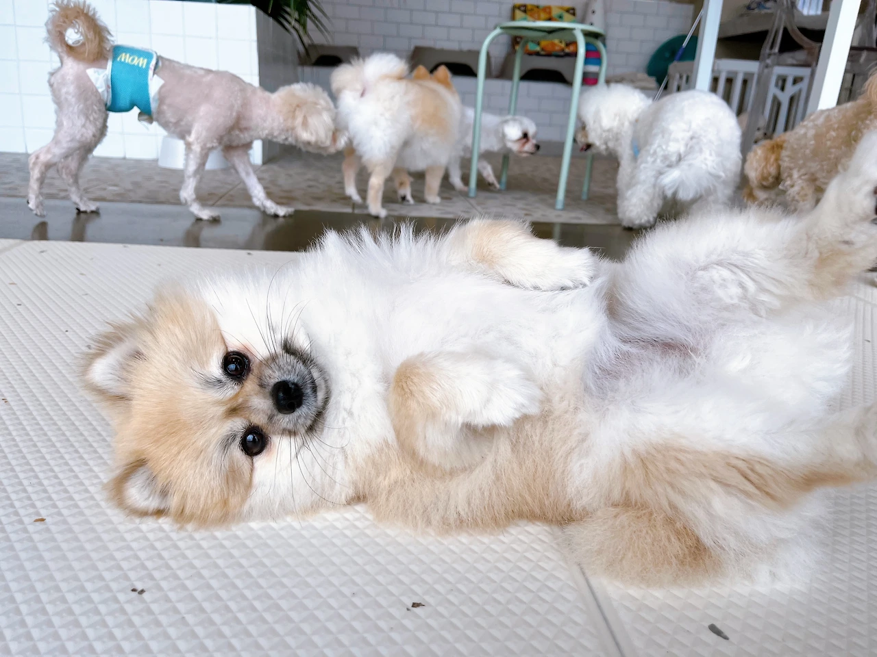 강아지 눈물 비숑 푸들 말티즈 전주애견유치원9.jpeg