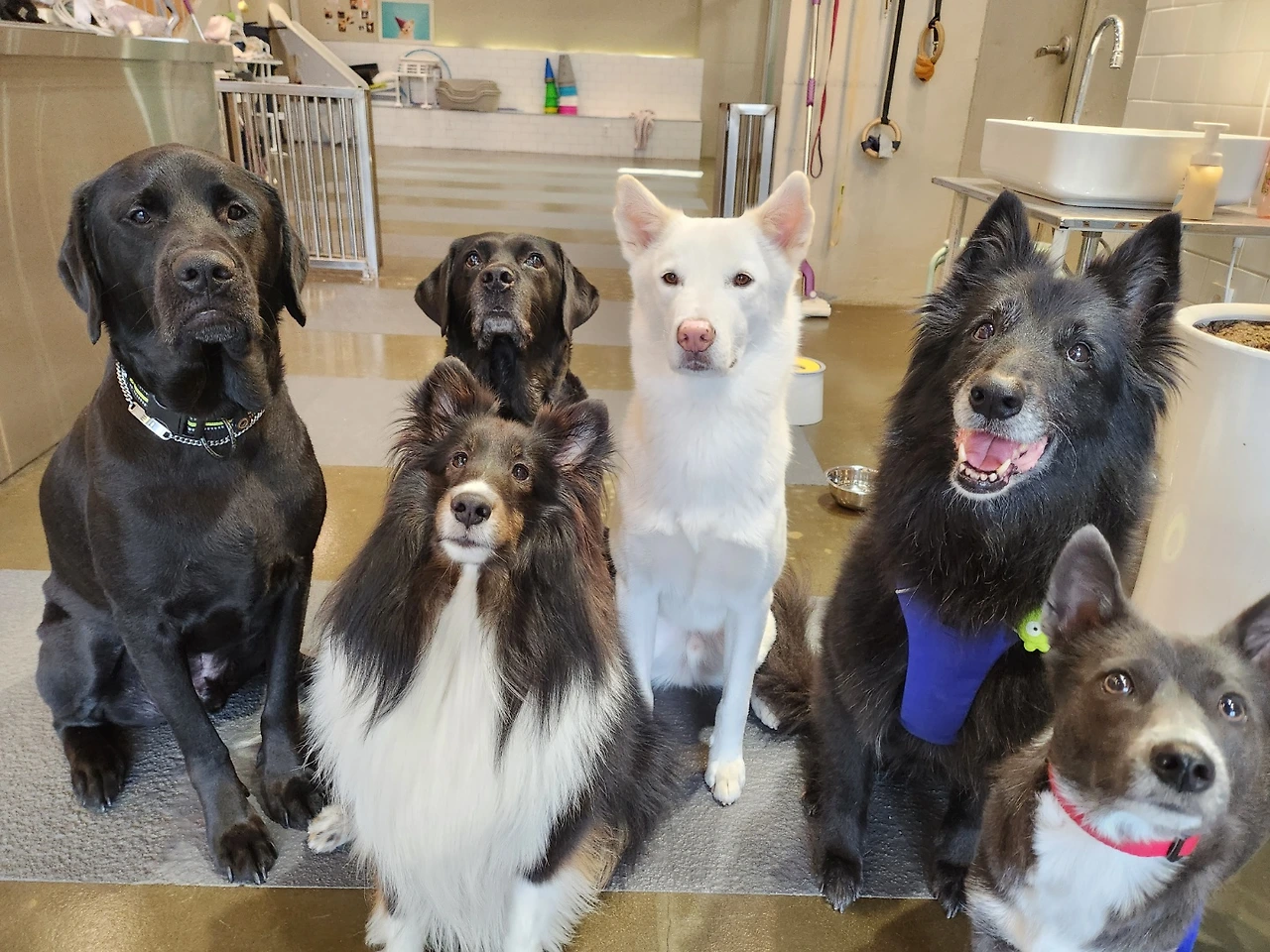 강아지 배변교육 이불 러그 수건5.jpeg