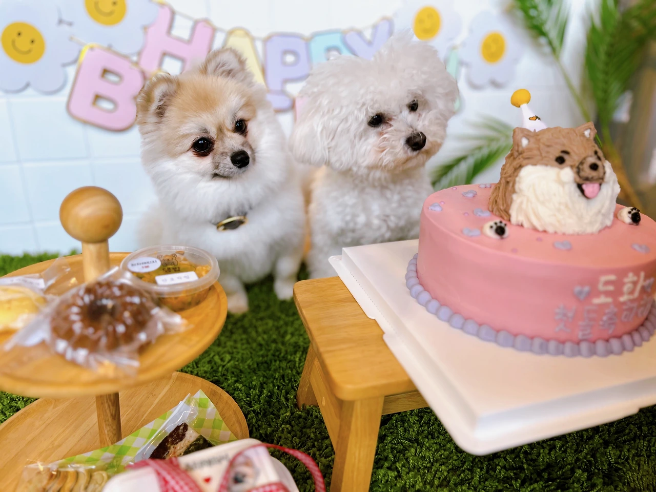 강아지 콜 훈련 불러도 안오는 강아지 전주애견유치원23.jpeg