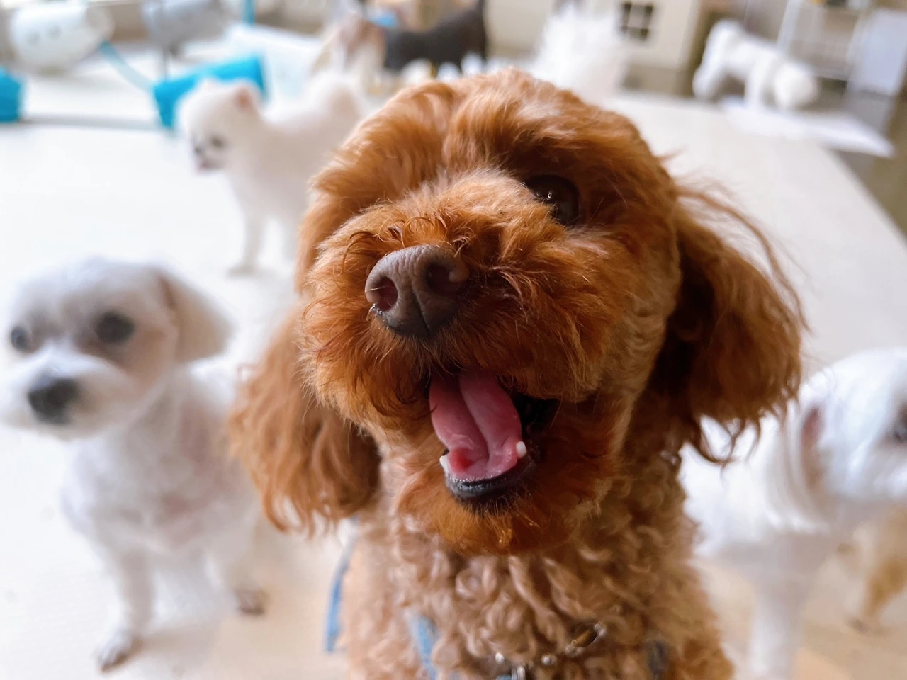 관심 사고치는 강아지 전주애견호텔 고마워복실아 교육 훈련21.jpeg