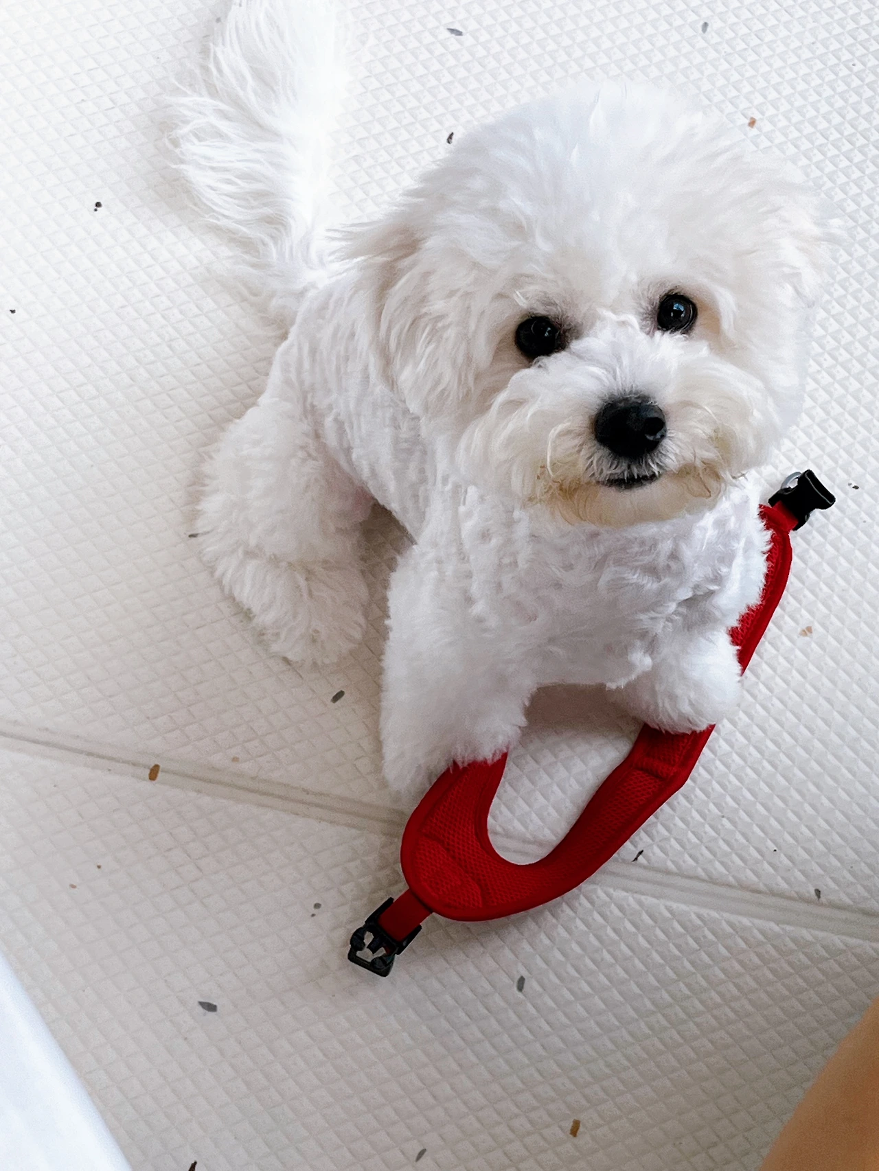 강아지하네스 추천 전주애견호텔 교육 훈련17.jpeg