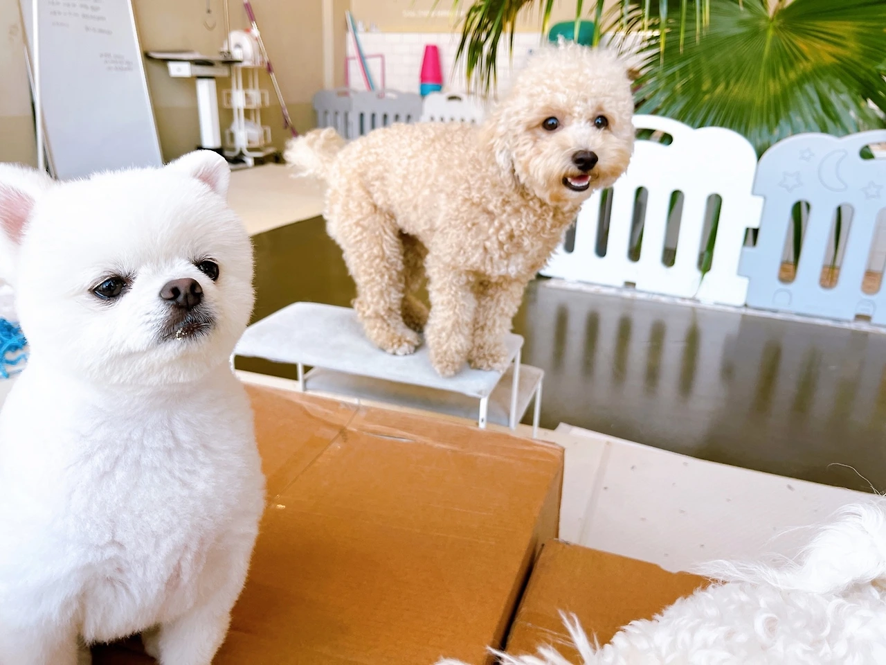 애견호텔링 강아지 준비물 전주애견호텔 고마워복실아4.jpeg