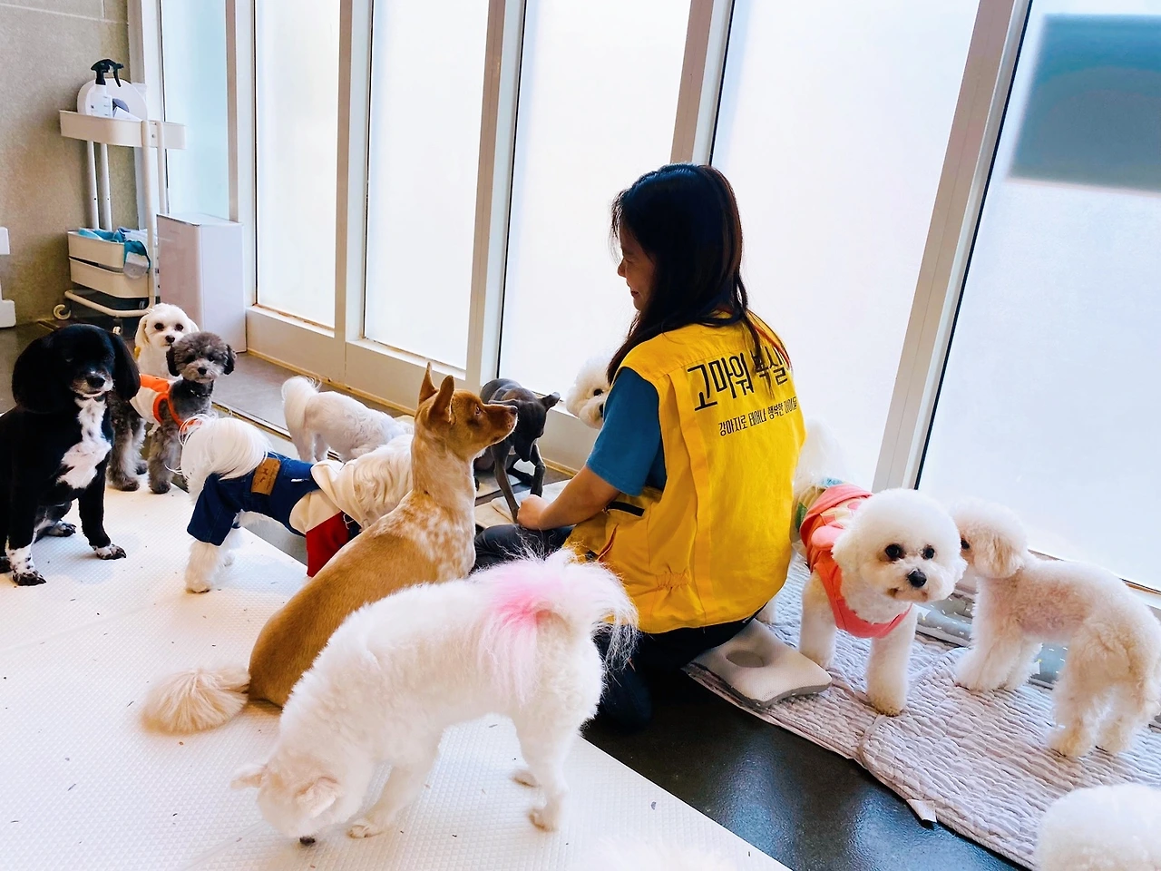 강아지 분리불안 해결법 교육 훈련 방법 전주애견유치원 송천동 에코시티34.jpeg