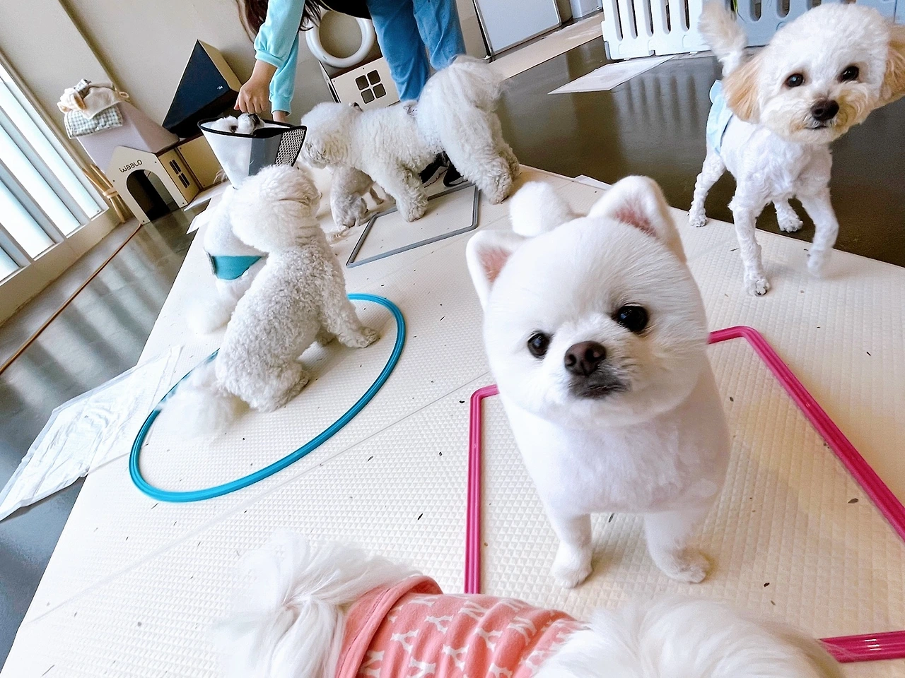 강아지 마킹 이유 중성화 교육 훈련 변마킹 전주애견유치원 고마워복실아20220512.jpeg