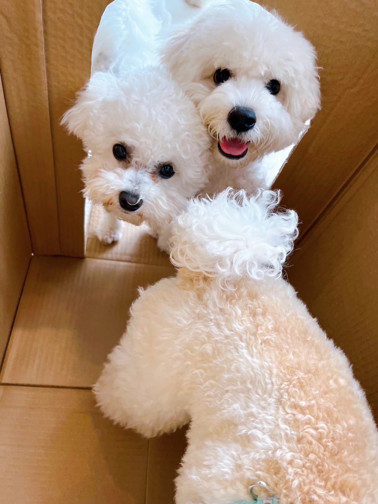 강아지 촉각사회화 중요성 전주애견유치원33.jpeg