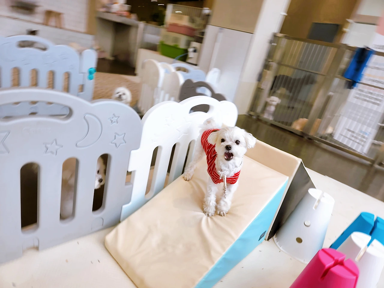 강아지 켄넬 교육 훈련 전주 송천동 애견호텔3.jpeg