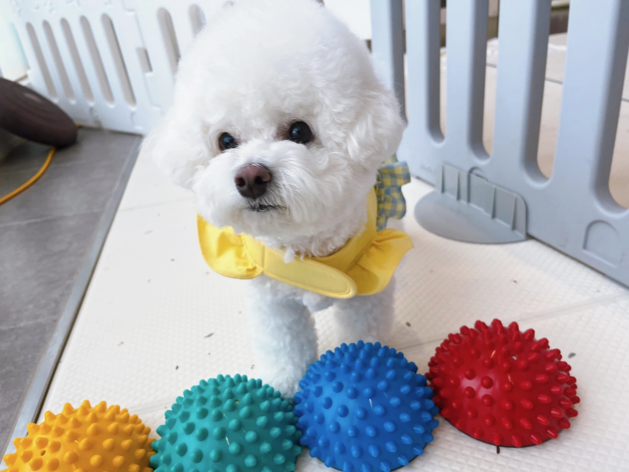 놀아달라는 강아지 교육 훈련 전주애견유치원22.jpeg