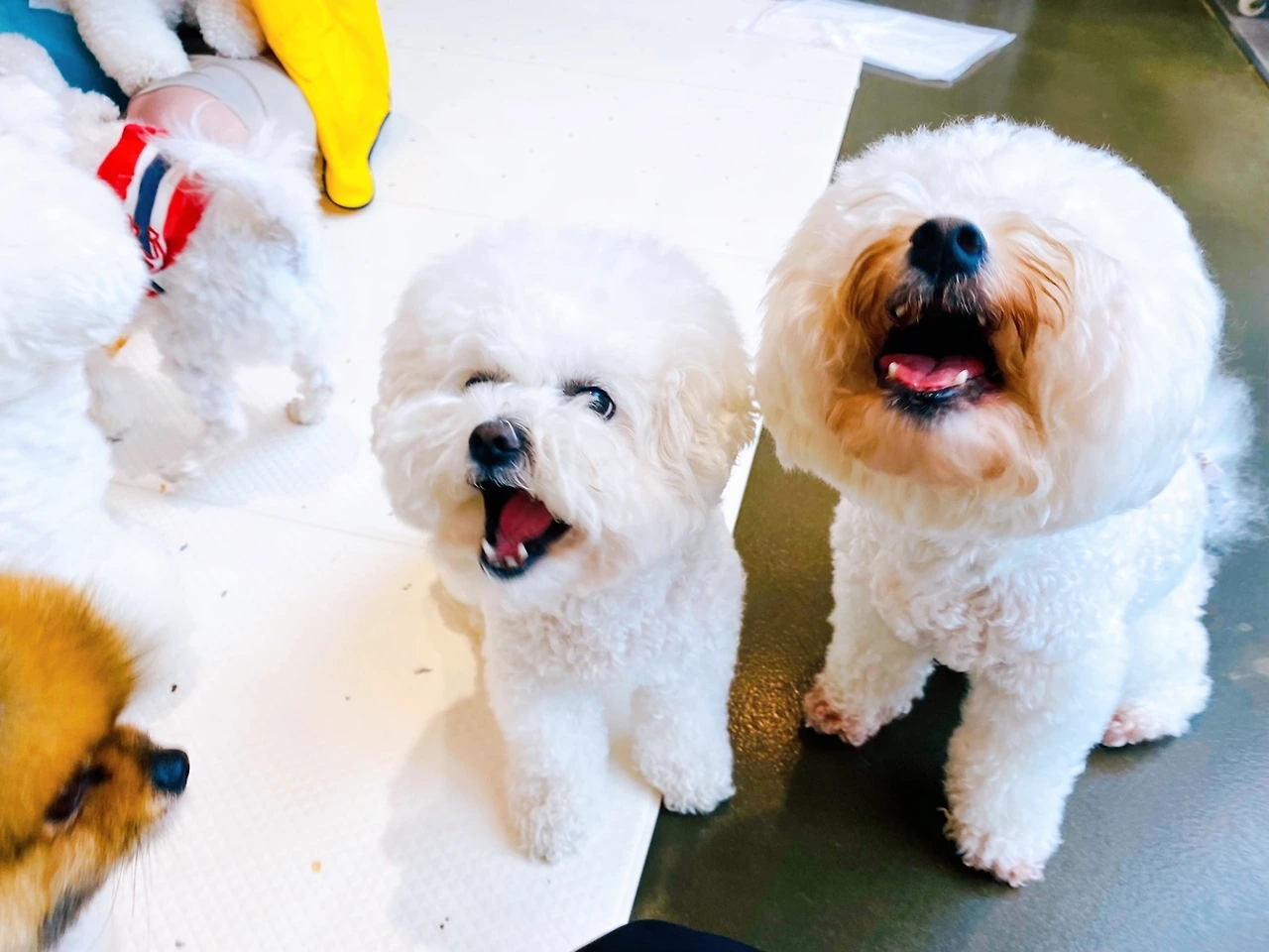 강아지 한달 월 비용 지출 전주강아지호텔 유치원 고마워복실아13.jpeg