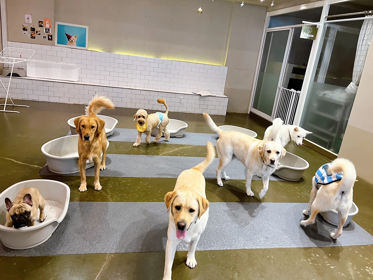 전주애견호텔 강아지놀아주기 고마워복실아11.jpeg