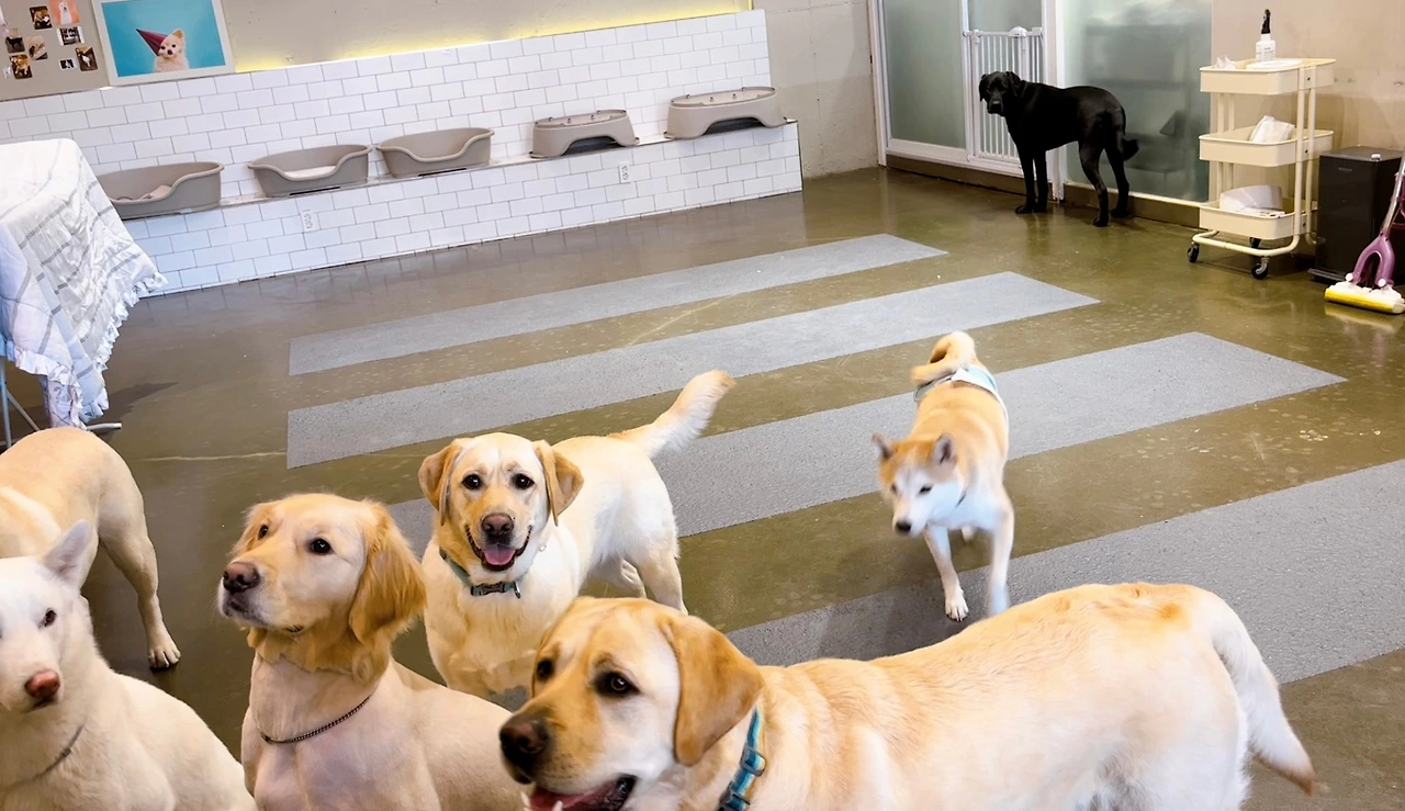 강아지 분리불안 해결법 교육 훈련 방법 전주애견유치원 송천동 에코시티12.jpeg