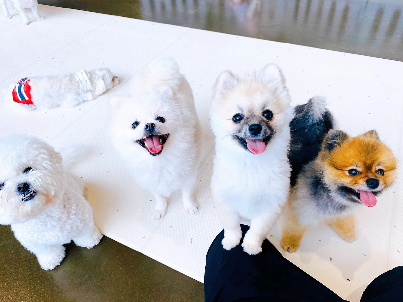 강아지 한달 월 비용 지출 전주강아지호텔 유치원 고마워복실아8.jpeg