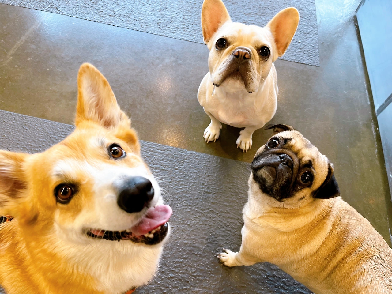 전주애견호텔 강아지호텔 고마워복실아 사회성 훈련6.jpeg