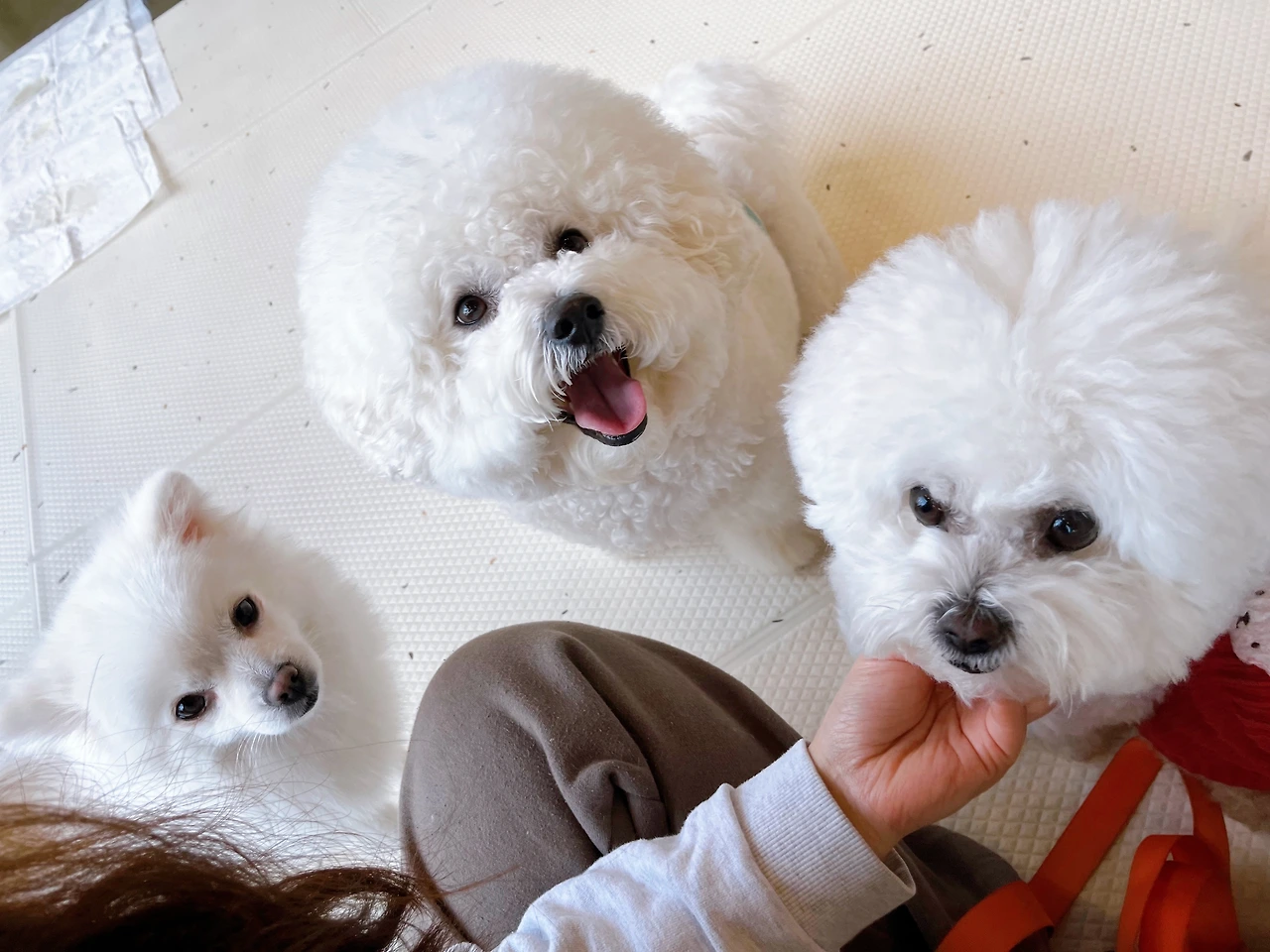 반려견훈련사 교육 전주애견호텔38.jpeg