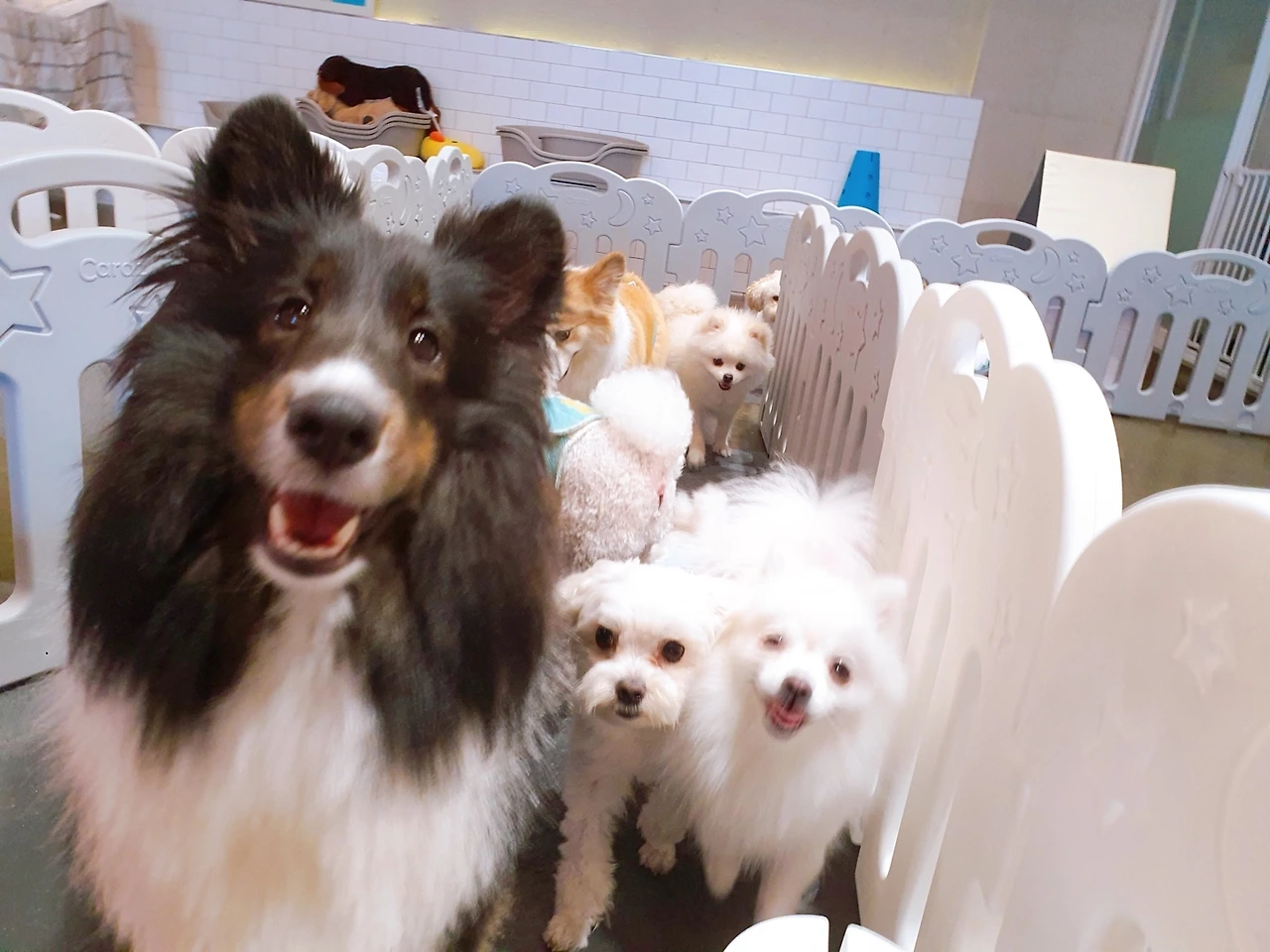 강아지 한달 월 비용 브랜드 사료 전주강아지유치원 호텔 고마워복실아24.jpeg
