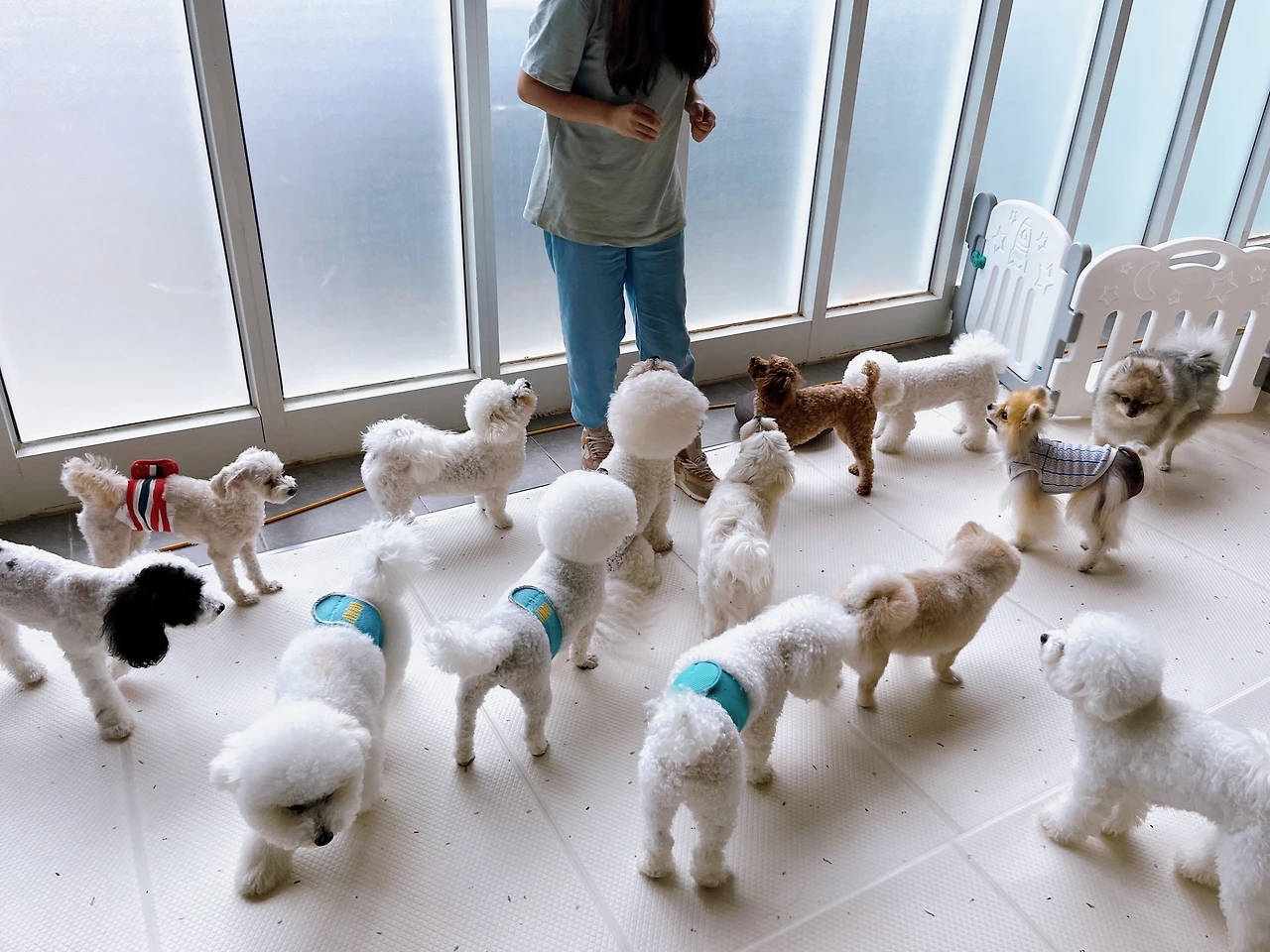 강아지와   출근 사업장 짖음 짖는 강아지 전주애견호텔 교육 훈련6.jpeg