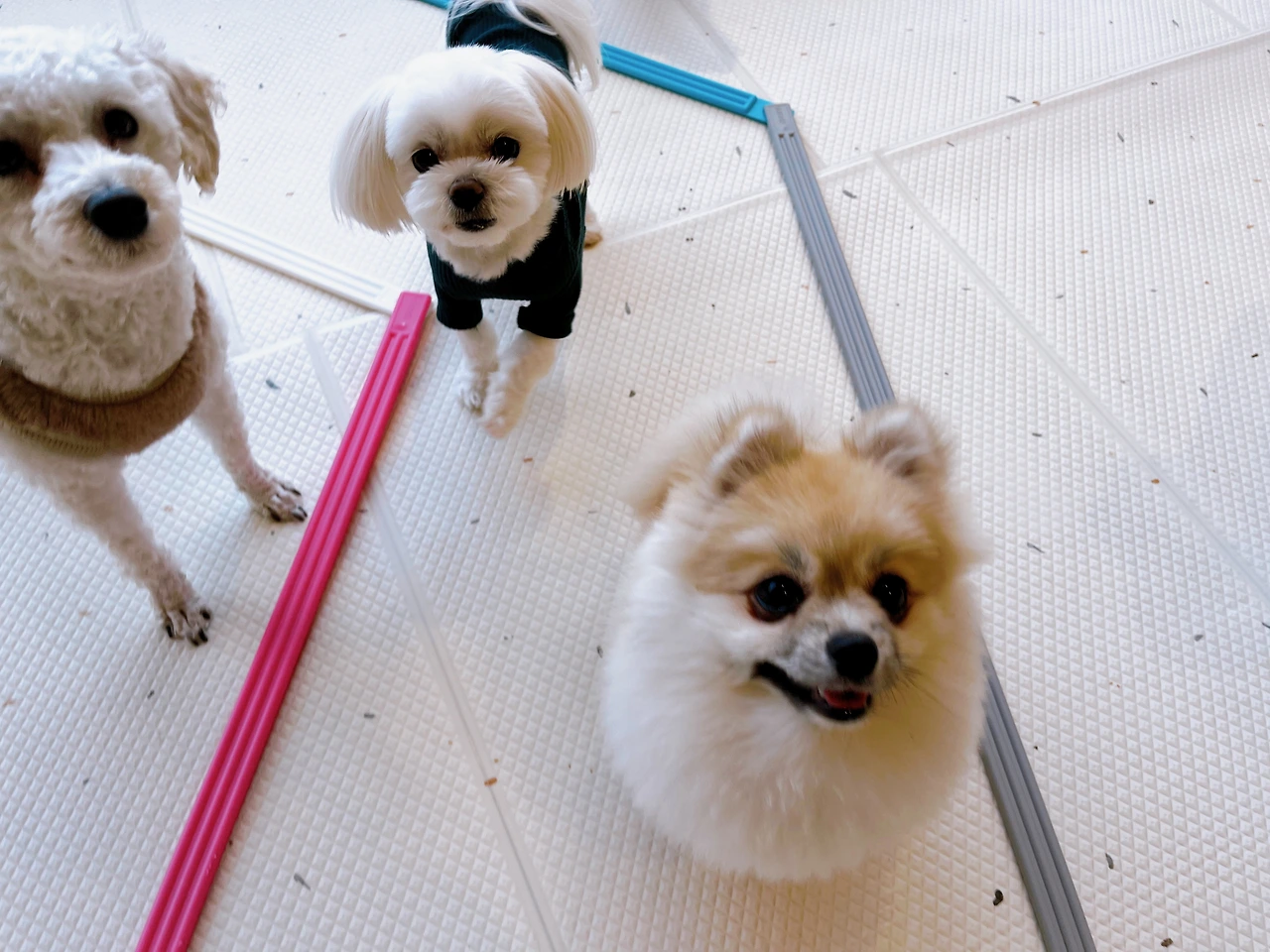 강아지 콜 교육 훈련 전주애견호텔13.jpeg