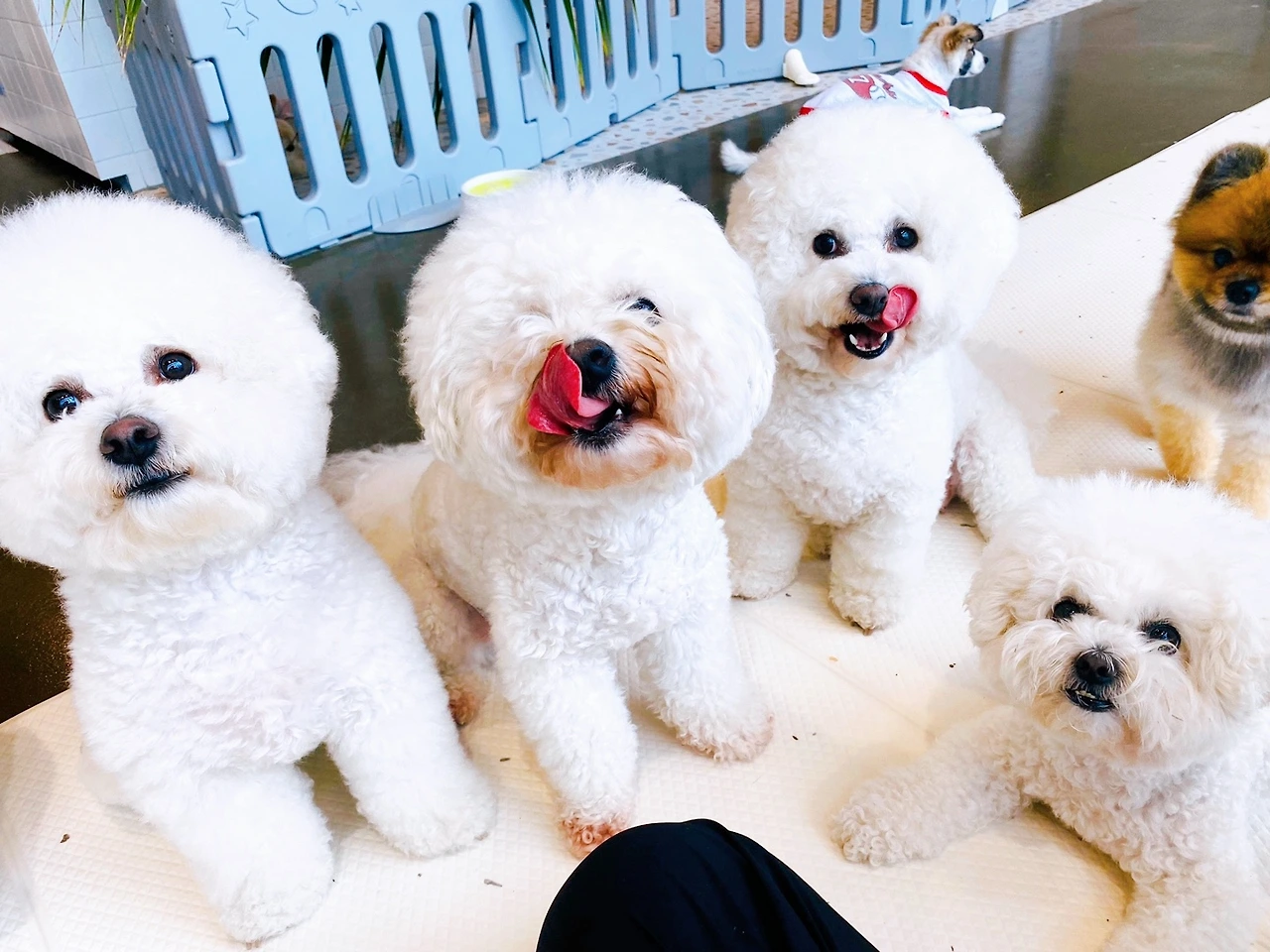 강아지 한달 월 비용 지출 전주강아지호텔 유치원 고마워복실아7.jpeg