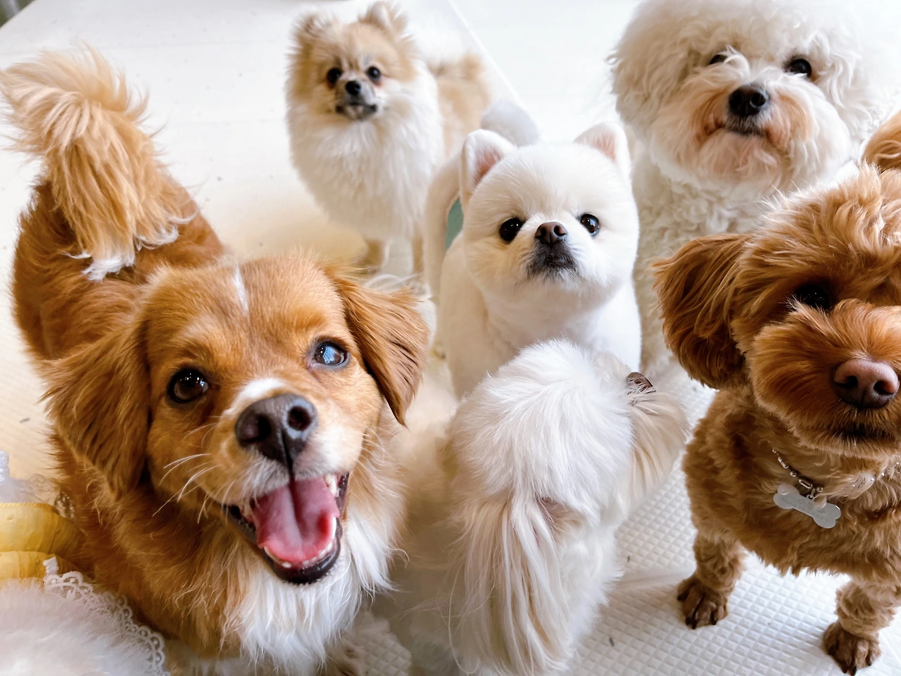 놀아달라는 강아지 교육 훈련 전주애견유치원27.jpeg