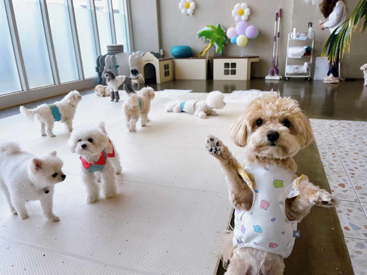 물건 소유욕 강아지 지키는 전주애견호텔14.jpeg