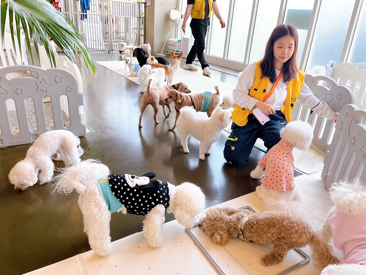 분리불안 강아지 교육 방법 전주강아지호텔35.jpeg