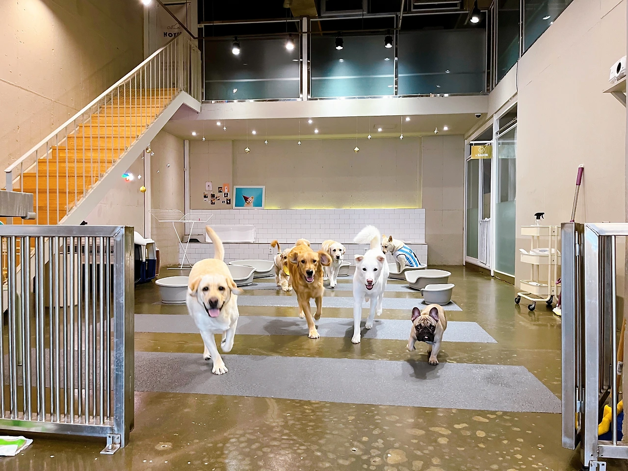 전주애견호텔 강아지놀아주기 고마워복실아12.jpeg