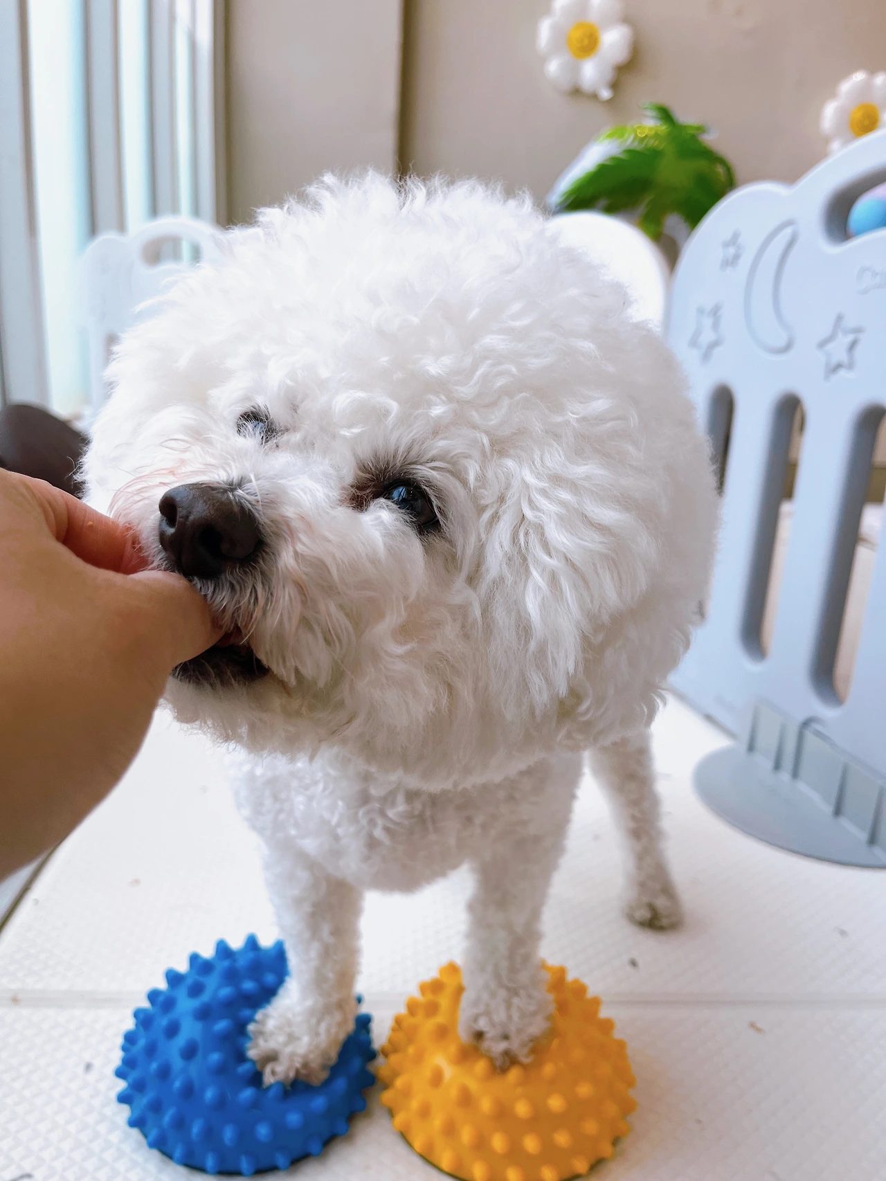 놀아달라는 강아지 교육 훈련 전주애견유치원24.jpeg