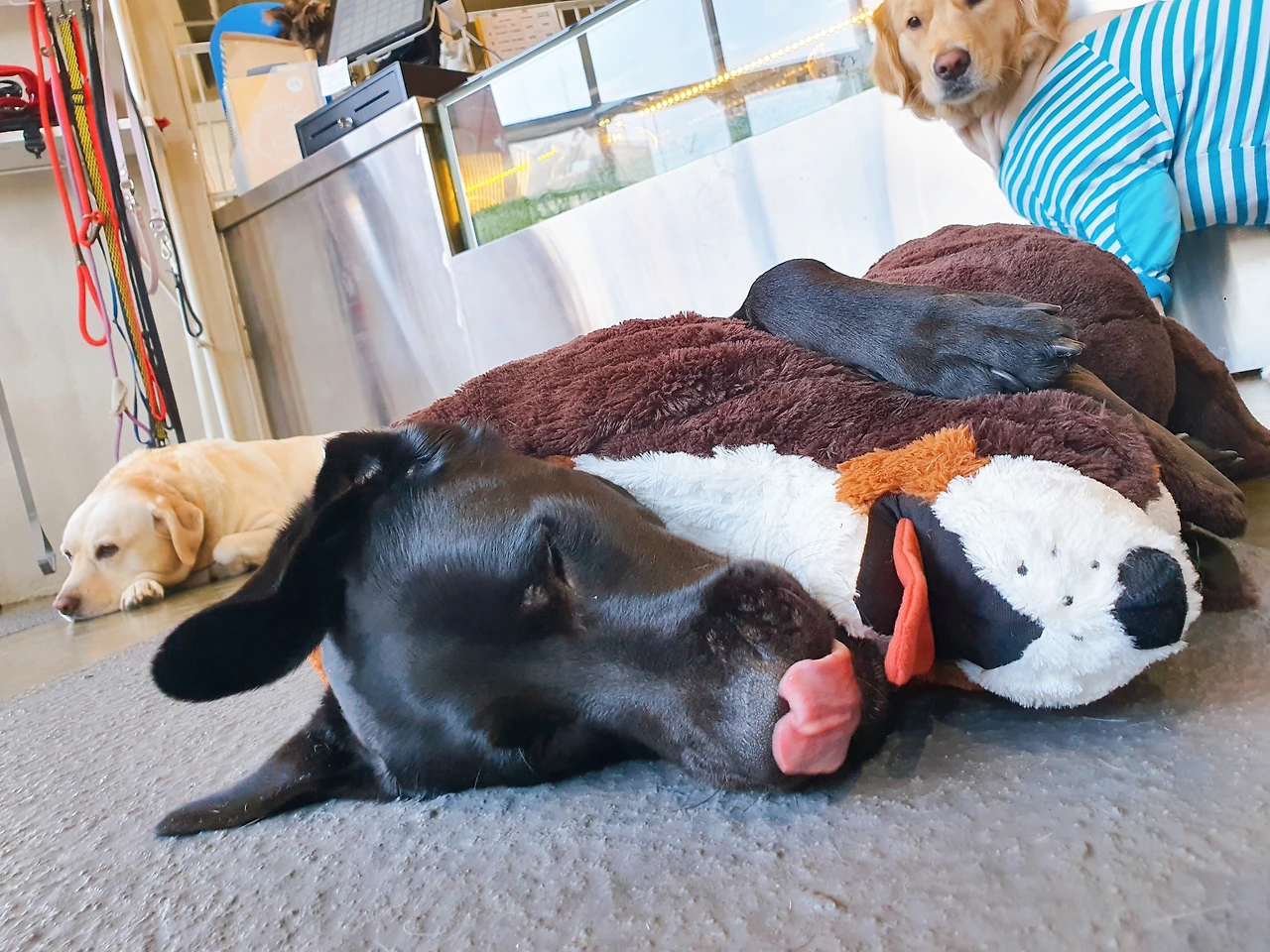 가족내 강아지 서열정리 고마워복실아 전주애견호텔 훈련 교육21.jpeg