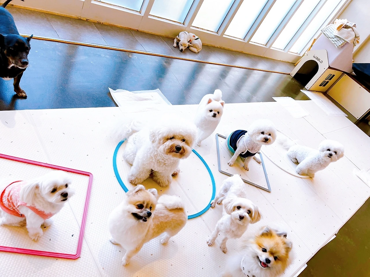 강아지 마킹 이유 중성화 교육 훈련 변마킹 전주애견유치원 고마워복실아20220502.jpeg