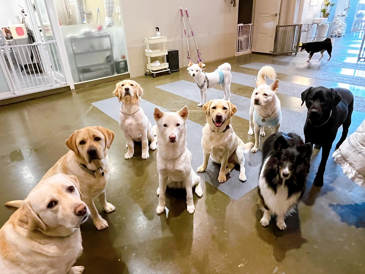 강아지 분리불안 해결법 교육 훈련 방법 전주애견유치원 송천동 에코시티20.jpeg