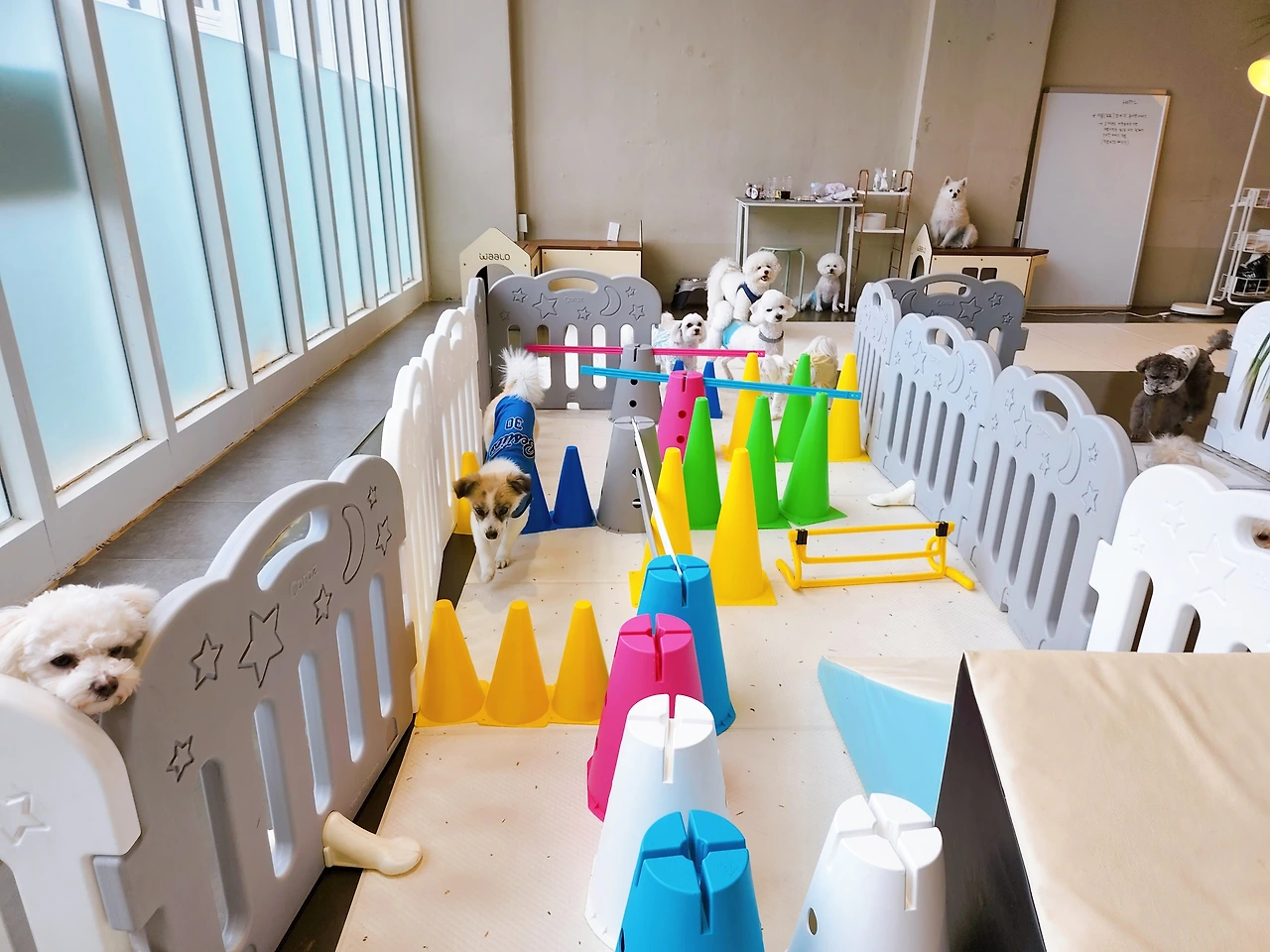 강아지 켄넬 교육 훈련 전주 송천동 애견호텔5.jpeg
