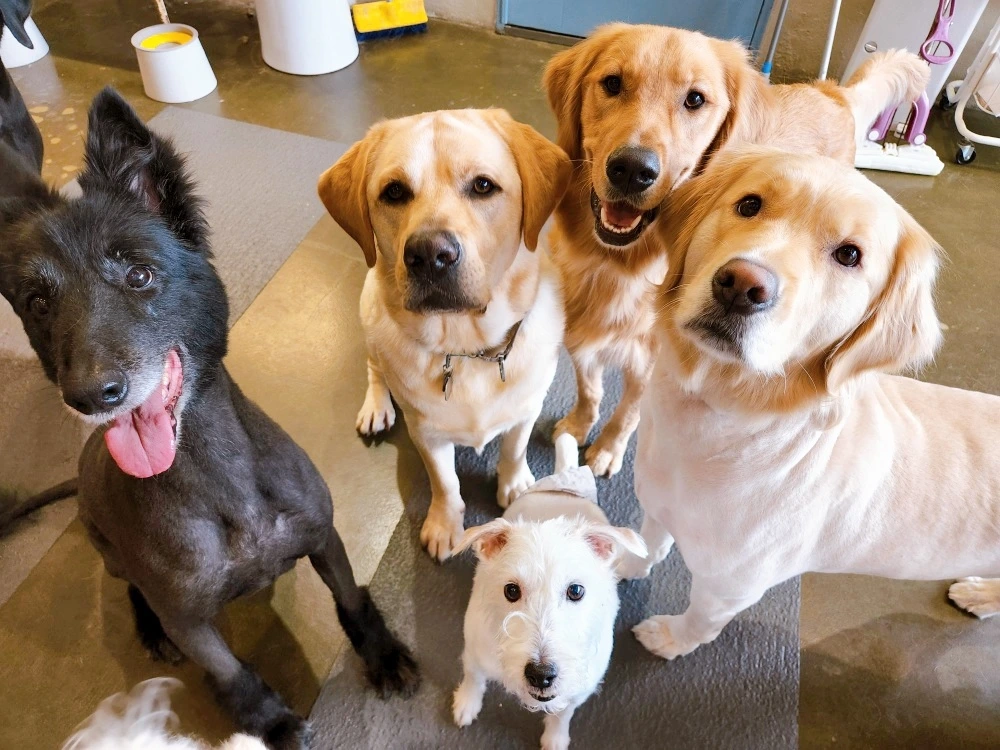 가족내 강아지 서열정리 고마워복실아 전주애견호텔 훈련 교육35.jpeg