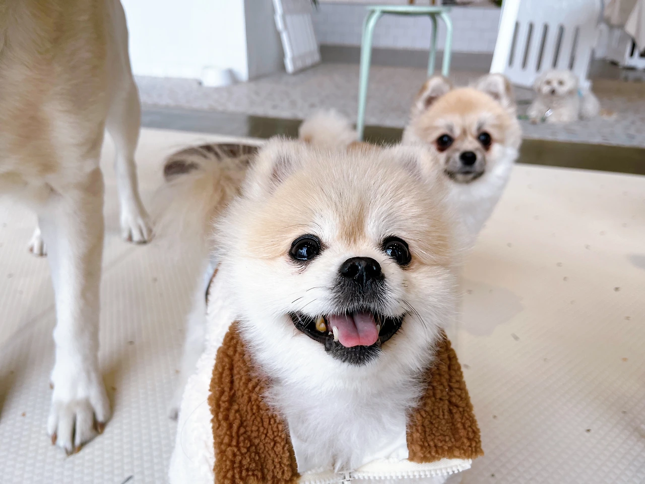 강아지 이름 추천 대세 흰색 갈색13.jpeg