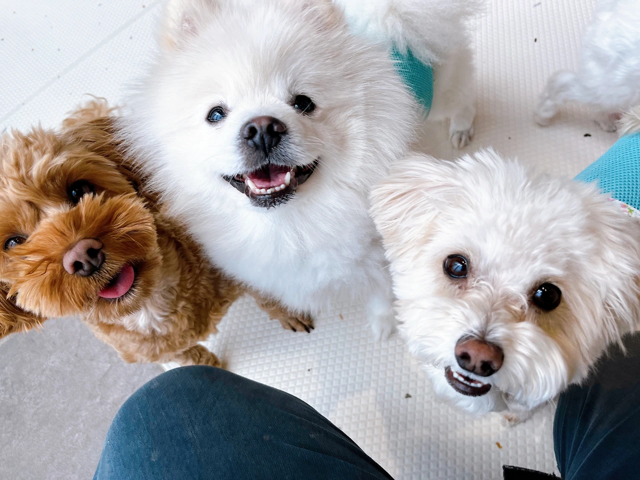 강아지 눈물 비숑 푸들 말티즈 전주애견유치원17.jpeg