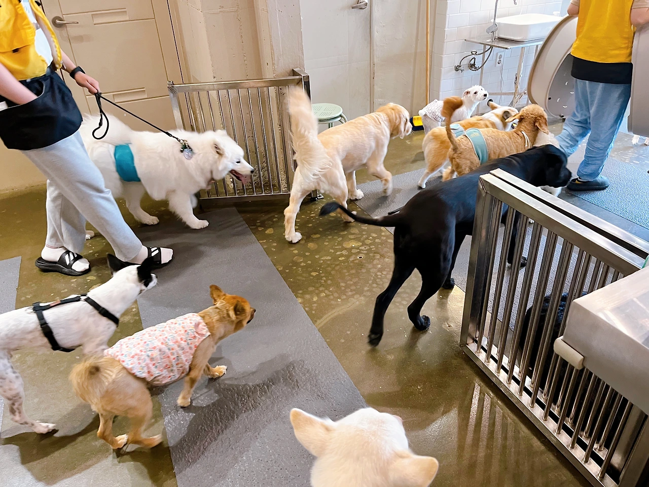 전주애견호텔 강아지놀아주기 고마워복실아9.jpeg