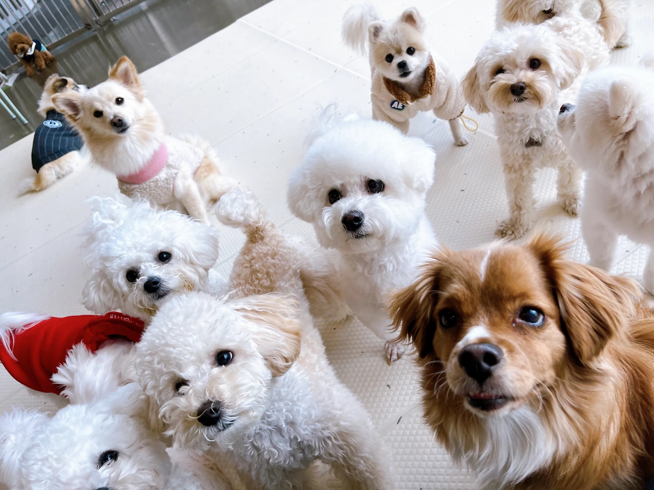 강아지 식분증 똥 변 훈련 교육29.jpeg