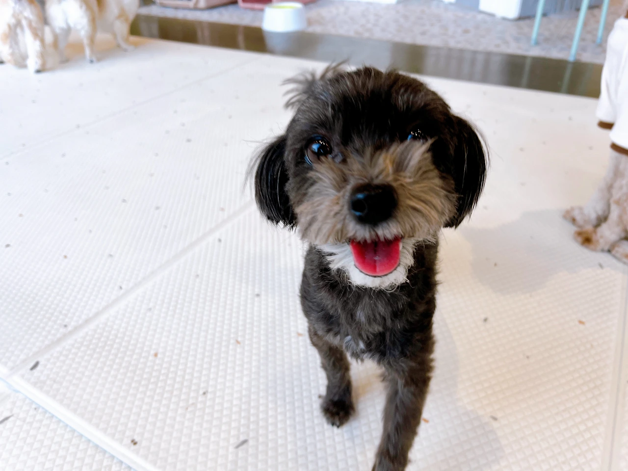 강아지 콜 훈련 불러도 안오는 강아지 전주애견유치원14.jpeg